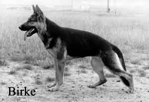 birkekl