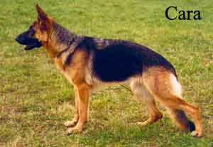 carahi