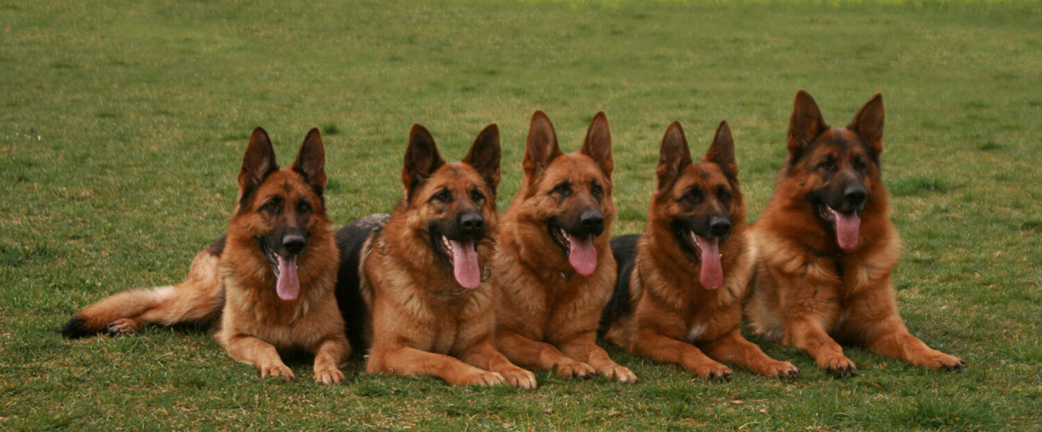 Deutsche Schäferhunde vom Wolkenstein