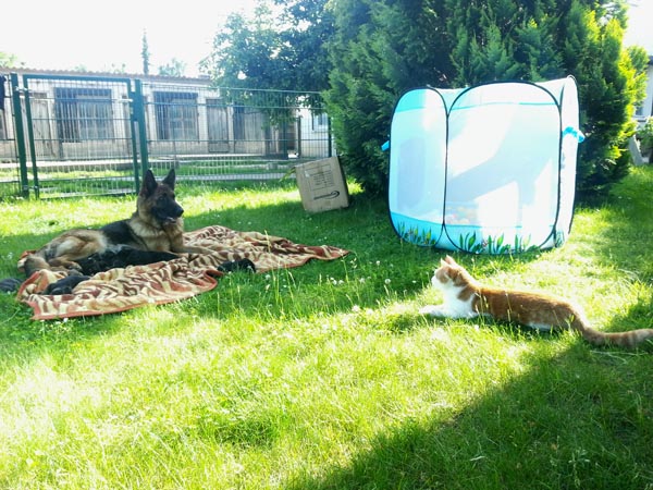 Ina mit ihren 6 Tage alten Welpen und unserem Kater Merlin