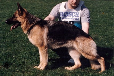 dunja